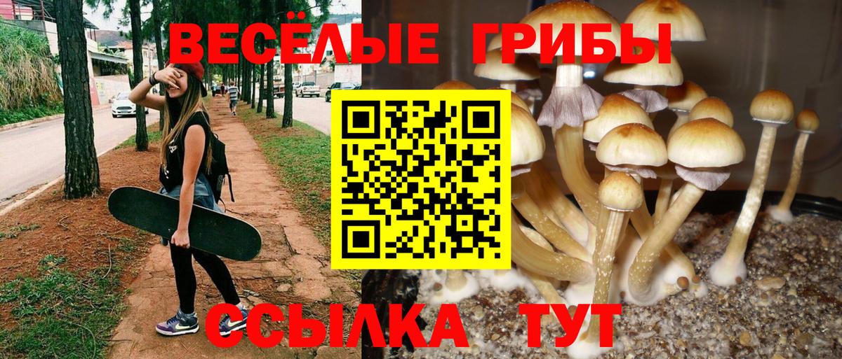 Галлюциногенные грибы Psilocybe Топки